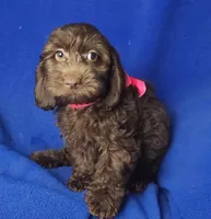 *FLASH SALE* Chocolate Clarissa, a female Cockapoo for sale in Jackson, TN – 1 of 10
