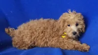Rosie, a female Cockapoo for sale in Jackson, TN – 3 of 10