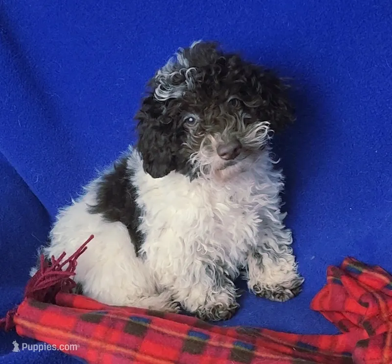 Nash, a male Poodle - Toy  for sale in Jackson, TN – 1 of 10