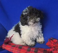 Nash, a male Poodle - Toy  for sale in Jackson, TN – 1 of 10