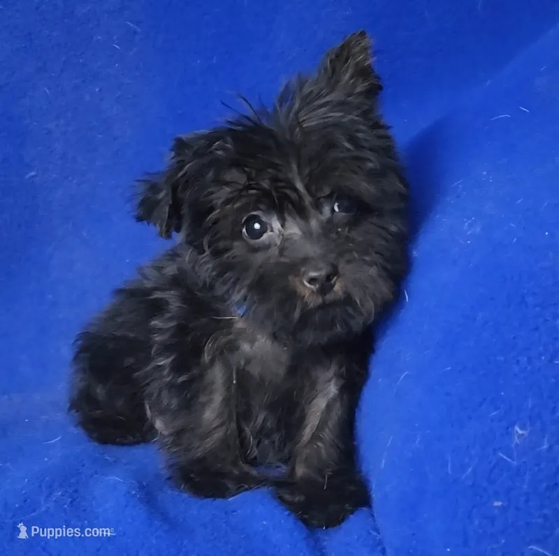 Ledger – Yorkipoo puppy for sale in Jackson, TN