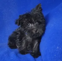 Ledger, a male Yorkipoo for sale in Jackson, TN – 1 of 10