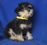 Gregory , a male Schnoodle for sale in Jackson, TN – 9 of 10