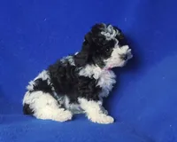 Melody , a male Poodle - Toy  for sale in Jackson, TN – 5 of 10