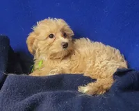 Banjo, a male Yorkipoo for sale in Jackson, TN – 2 of 10