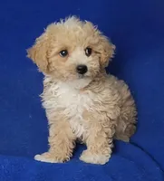 Fannie, a female Bichpoo for sale in Jackson, TN – 5 of 10