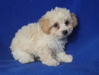 Marigold , a female Poodle - Toy  for sale in Jackson, TN – 2 of 10