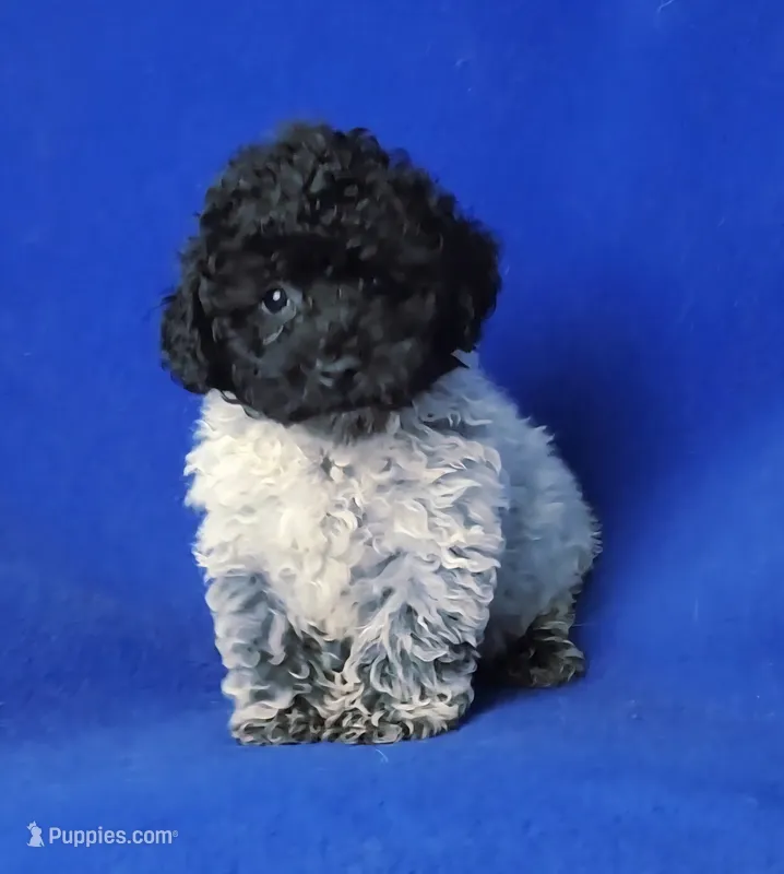 Sutton – Poodle - Toy  puppy for sale in Jackson, TN
