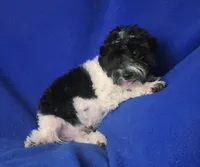 Van, a male Maltipoo for sale in Jackson, TN – 5 of 10