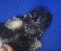 Lindy, a female Yorkipoo for sale in Jackson, TN – 2 of 9