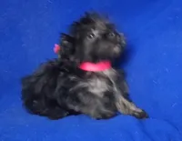 Lyla , a female Yorkipoo for sale in Jackson, TN – 6 of 10