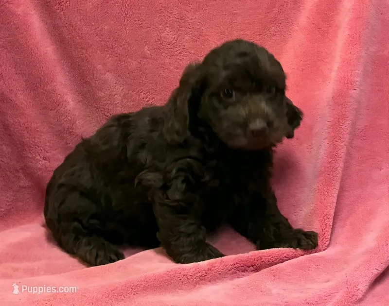 Chocolate Clarissa – Cockapoo puppy for sale in Jackson, TN