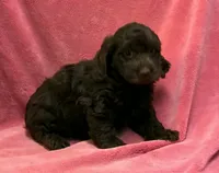 Chocolate Clarissa, a female Cockapoo for sale in Jackson, TN – 1 of 1