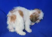 Sterling , a male Shichon for sale in Jackson, TN – 5 of 10
