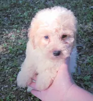 Saylor, a male Poodle - Toy  for sale in Jackson, TN – 5 of 5