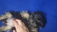 Lindy, a female Yorkipoo for sale in Jackson, TN – 6 of 9