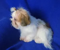 Sterling , a male Shichon for sale in Jackson, TN – 7 of 10