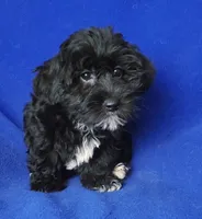 Digby, a male Yorkipoo for sale in Jackson, TN – 2 of 10