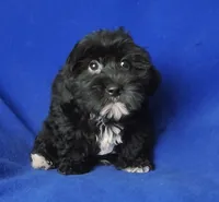 Digby, a male Yorkipoo for sale in Jackson, TN – 6 of 10