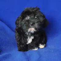 Digby, a male Yorkipoo for sale in Jackson, TN – 3 of 10