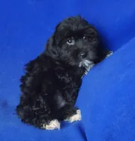 Digby, a male Yorkipoo for sale in Jackson, TN – 1 of 10