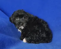 Digby, a male Yorkipoo for sale in Jackson, TN – 10 of 10