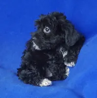 Digby, a male Yorkipoo for sale in Jackson, TN – 5 of 10