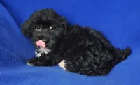 Digby, a male Yorkipoo for sale in Jackson, TN – 7 of 10