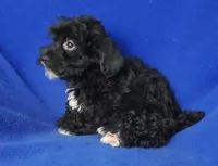 Digby, a male Yorkipoo for sale in Jackson, TN – 9 of 10