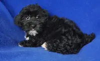 Digby, a male Yorkipoo for sale in Jackson, TN – 8 of 10