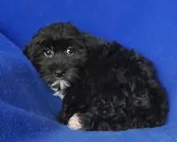 Digby, a male Yorkipoo for sale in Jackson, TN – 4 of 10