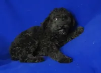 Maverick, a male Poodle - Miniature  for sale in Jackson, TN – 4 of 10