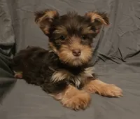 Chocolate Knox, a male Yorkshire Terrier for sale in Jackson, TN – 5 of 10