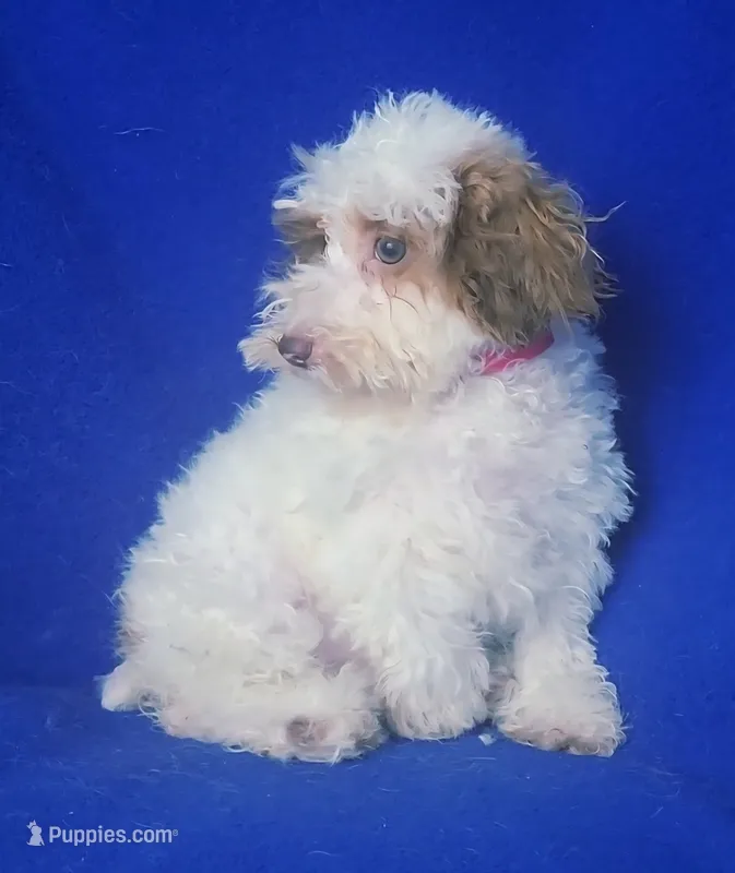 Ellie – Poodle - Toy  puppy for sale in Jackson, TN