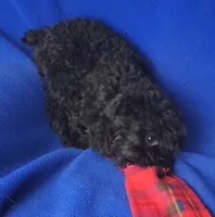 Griffin , a male Schnoodle for sale in Jackson, TN – 6 of 10