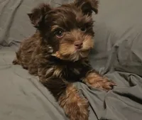 Chocolate Nash, a male Yorkshire Terrier for sale in Jackson, TN – 4 of 9