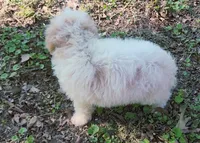 Saylor, a male Poodle - Toy  for sale in Jackson, TN – 4 of 5