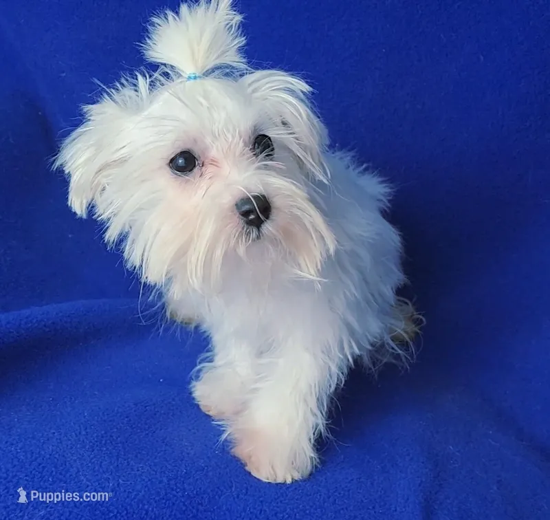 Bentley – Maltese puppy for sale in Jackson, TN