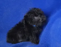 Ledger, a male Yorkipoo for sale in Jackson, TN – 6 of 10