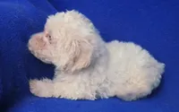 Searcy, a female Poodle - Toy  for sale in Jackson, TN – 2 of 10