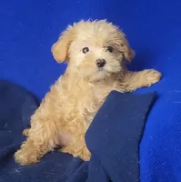 Birdie, a female Yorkipoo for sale in Jackson, TN – 7 of 10