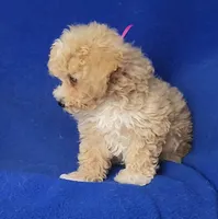 Fannie, a female Bichpoo for sale in Jackson, TN – 6 of 10