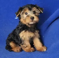 Gregory, a male Yorkshire Terrier for sale in Jackson, TN – 7 of 10