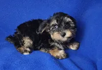 Presley, a male Yorkipoo for sale in Jackson, TN – 5 of 10