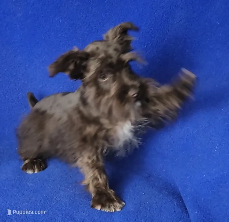 Chocolate Cash – Miniature Schnauzer puppy for sale in Jackson, TN