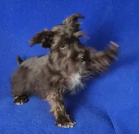 Chocolate Cash, a male Miniature Schnauzer for sale in Jackson, TN – 1 of 10