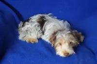 Liver Dewey , a male Yorkshire Terrier for sale in Jackson, TN – 3 of 10