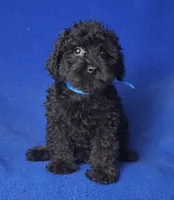 Griffin, a male Schnoodle for sale in Jackson, TN – 3 of 10