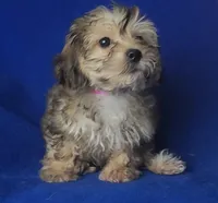 Oakleigh, a female Yorkipoo for sale in Jackson, TN – 8 of 10