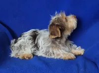 Liver Dewey , a male Yorkshire Terrier for sale in Jackson, TN – 6 of 10